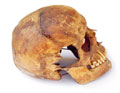 Left side of the Odessos skull
