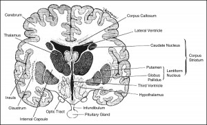 Coronal plane of brain