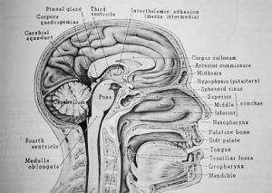 Sagittal plane of brain
